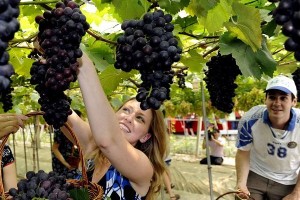 tab葡萄交易所下载：tab葡萄交易所官网