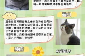 泰奇猫币价格：泰奇猫积分价格