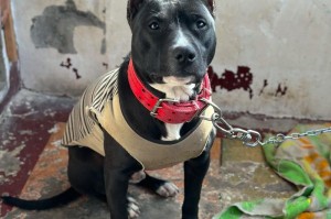 比特犬特征价格：比特犬特征价格图片