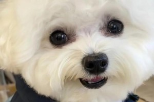 狗比手机钱包同步太慢：狗狗钱包同步