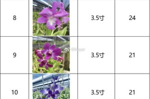 海枫藤交易平台评测，功能与特色解析