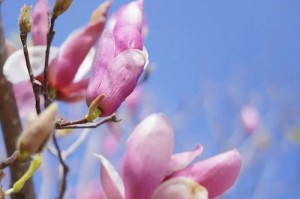 花花花云南花花花_人人人花花花人人人！春日生存图鉴：凌晨4点的花海暗战