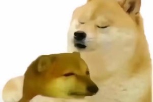 doge表情包最佳使用时机与场合分析