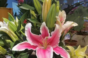 BitFly交易所币飞：bitflyer交易所