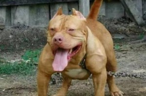 比特犬呦价格：比特犬价格多少钱